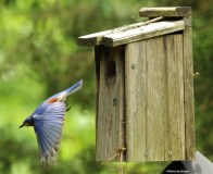 Eastern bluebird Eastern bluebird IMG_9836©Maria de Bruyn res