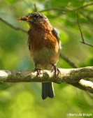 Eastern bluebird IMG_3498©Maria de Bruyn res