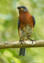 Eastern bluebird IMG_3657©Maria de Bruyn res