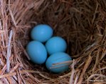 Eastern bluebird IMG_4819©Maria de Bruyn res