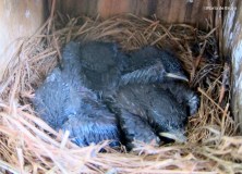 Eastern bluebird IMG_4994©Maria de Bruyn res