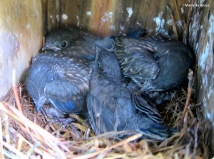 Eastern bluebird IMG_5008©Maria de Bruyn res