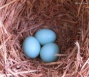 Eastern bluebird IMG_5902©Maria de Bruyn res