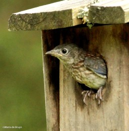 Eastern bluebird IMG_6330©Maria de Bruyn res