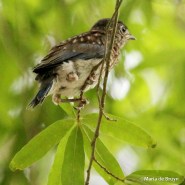 Eastern bluebird IMG_6347©Maria de Bruyn res