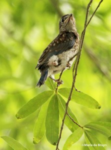 Eastern bluebird IMG_6361©Maria de Bruyn res