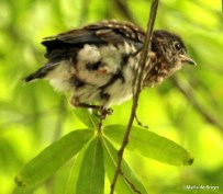 Eastern bluebird IMG_6369©Maria de Bruyn res