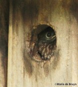 Eastern bluebird IMG_6452©Maria de Bruyn trd