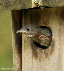 Eastern bluebird IMG_6458©Maria de Bruyn res