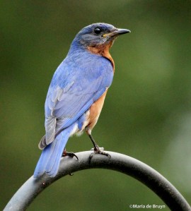 Eastern bluebird IMG_7504©Maria de Bruyn res