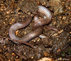 Eastern worm snake IMG_1335©Maria de Bruynres
