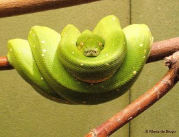 Green tree python IMG_3565© Maria de Bruyn
