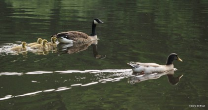 Mallard-Pekin duck IMG_0633©Maria de Bruyn res