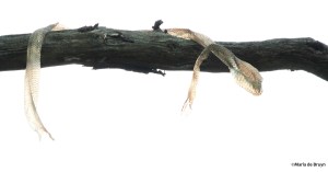 snakeskin IMG_3498©Maria de Bruyn res