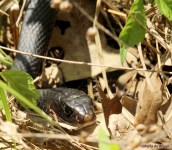 Western rat snake IMG_0330©Maria de Bruyn res