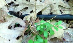 Western rat snake IMG_6941©Maria de Bruyn res