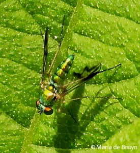 long-legged fly IMG_1425 M de Bruyn