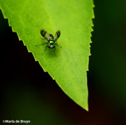 Long-legged fly IMG_9535© Maria de Bruynres