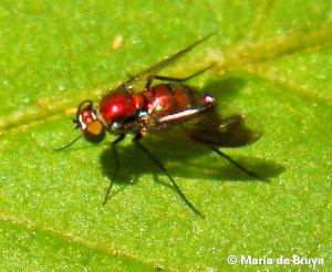 Longlegged  fly Condylostylus patibulatus IMG_4304 Maria de Bruyn