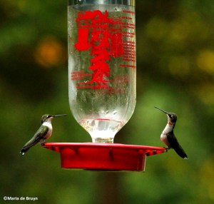 Ruby-throated hummingbird IMG_2742©Maria de Bruynres