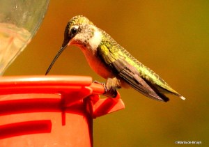 Ruby-throated hummingbird IMG_5921©Maria de Bruyn res2