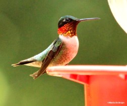 Ruby-throated hummingbird IMG_8991©Maria de Bruyn res