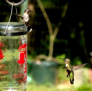 ruby-throated hummingbirds IMG_0729 MdB res