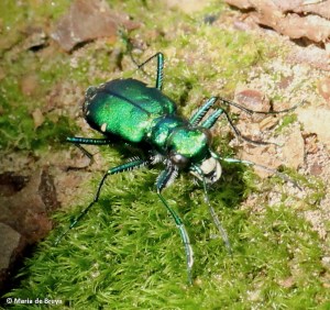six-spotted tiger beetle IMG_5659