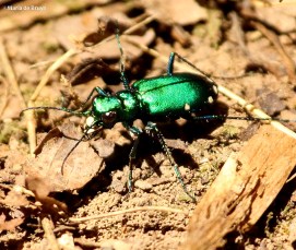 six-spotted tiger beetle IMG_6894©Maria de Bruyn