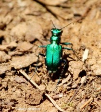 six-spotted tiger beetle IMG_6905©Maria de Bruyn