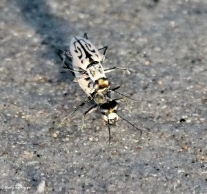 Southern white beach tiger beetle IMG_7171 mdb
