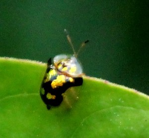 tortoise beetle IMG_2456©Maria de Bruyn