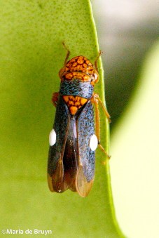 Broad-headed sharpshooter 772©Maria de Bruyn