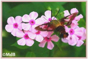 Clearwing moth first photo©Maria de Bruyn