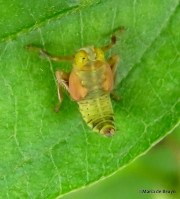 Coppery leafhopper nymph IMG_2058©Maria de Bruyn
