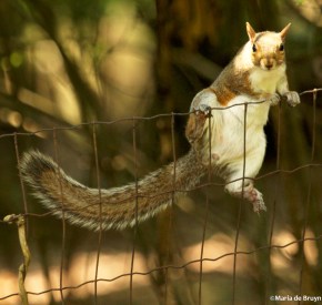 Eastern gray squirrel IMG_0487©Maria de Bruyn res