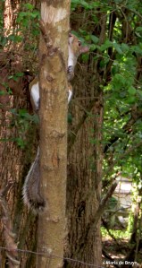 Eastern gray squirrel IMG_2998©Maria de Bruyn res