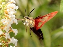 Hummingbird clearwing moth brown IMG_1822 MdB
