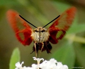 Hummingbird clearwing moth brown IMG_2701 M de Bruyn resized