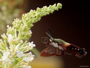 Hummingbird clearwing moth green IMG_1955 MdB