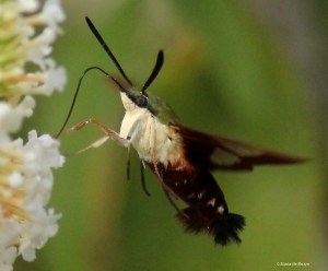Hummingbird clearwing moth green IMG_2200 MdB