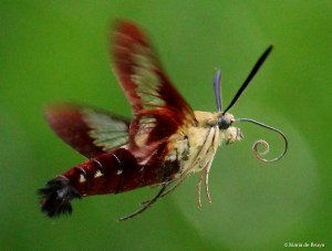 Hummingbird clearwing moth IMG_9982 MdB