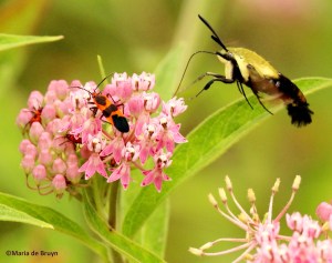 Large milkweed bug and snowberry clearwing moth IMG_6290©Maria de Bruynres