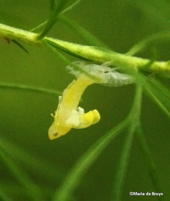 Hoppers – insects not frogs! | My beautiful world