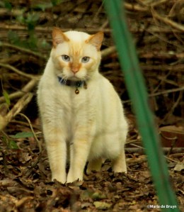 Ogi IMG_0365©Maria de Bruyn res