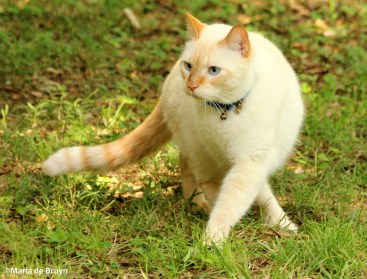 Ogi IMG_0410©Maria de Bruyn res