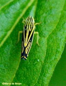 Sharpshooter Sibovia occatoria IMG_0126© Maria de Bruyn