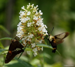 Snowberry clearwing moth IMG_8252dnr MdB