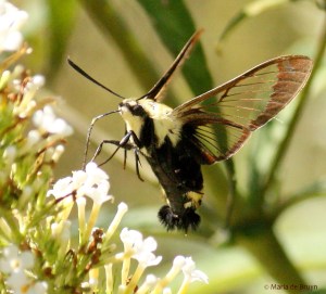 Snowberry clearwing moth IMG_8436dddd nr MdB