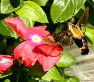 Snowberry Clearwing moth IMG_8492